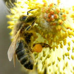bite medus bee honey